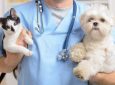 Δωρεάν εμβολιασμοί και στειρώσεις από το Δημοτικό Κτηνιατρείο Λευκάδας