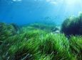 Τα λιβάδια της Ποσειδωνίας καθαρίζουν τις θάλασσες