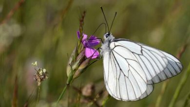 Πάνω από 172 είδη πεταλούδας πετούν αυτή την εποχή στις Πρέσπες