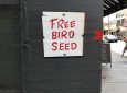 This ‘Free Bird Seed’ Graffiti Leads To Unexpected Surprise In Chicago