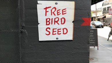 This ‘Free Bird Seed’ Graffiti Leads To Unexpected Surprise In Chicago