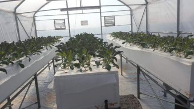 Στο ΤΕΙ Θεσσαλίας καλλιεργούν λαχανικά με μέθοδο της ΝASA