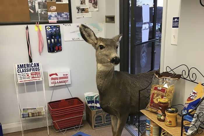 Deer walks into store to check their goods