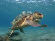 Οι εκπληκτικές μας θαλάσσιες χελώνες