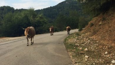 Δήμος Λευκάδας: Ανάθεση εργασίας «Περισυλλογή και σταυλισμός ανεπιτήρητων παραγωγικών ζώων»