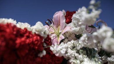 Τα λουλούδια του Επιτάφιου: Η ιστορία, η γκάμα και οι διαφορές με την επαρχία