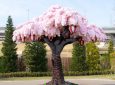 The World’s Largest LEGO Cherry Blossom Tree Blooms in Japan