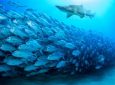 «Κατάληψη» στην άγρια ζωή των ωκεανών