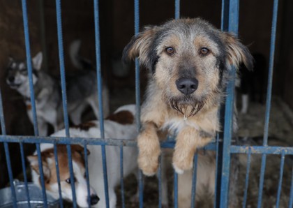Απόφαση σταθμός στην Καλιφόρνια – Μόνο ζώα από καταφύγια θα πωλούνται στα pet shops