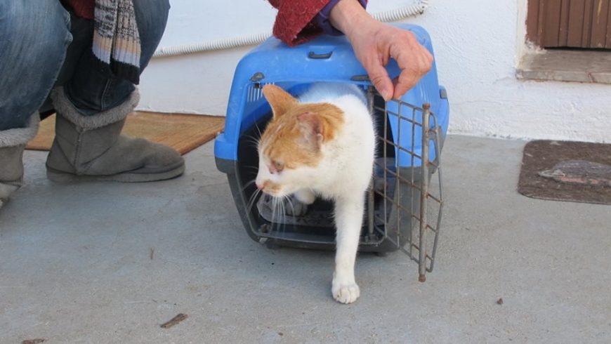 Το Σωματείο Ζωόφιλων Λευκάδας πηγαίνει στο Μεγανήσι για τη στείρωση γατών