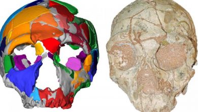 Σημαντική ανακάλυψη: Στην Ελλάδα βρέθηκε το αρχαιότερο δείγμα Homo Sapiens στην Ευρασία