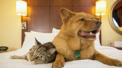 Pet-friendly ξενοδοχεία με πολυτελείς υπηρεσίες για τους τετράποδους φίλους