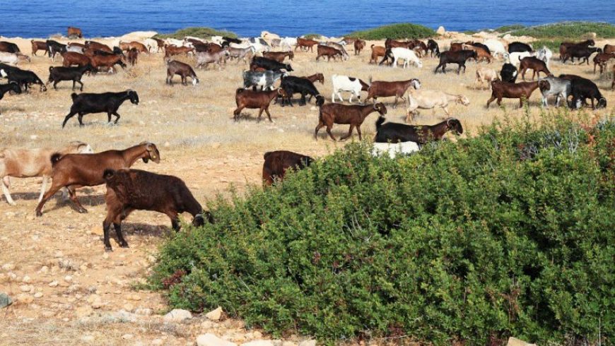 Οι κατσίκες της Πορτογαλίας επιστρατεύτηκαν για την πρόληψη των δασικών πυρκαγιών