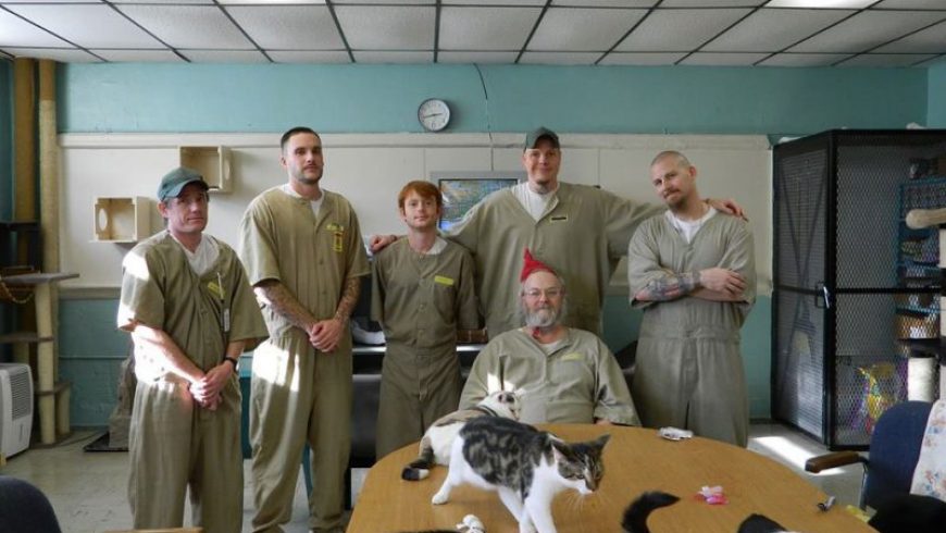 Οι γάτες «σώζουν» τους φυλακισμένους