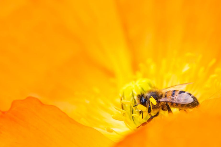 Τα έντομα οδεύουν προς εξαφάνιση και ο πλανήτης κινδυνεύει