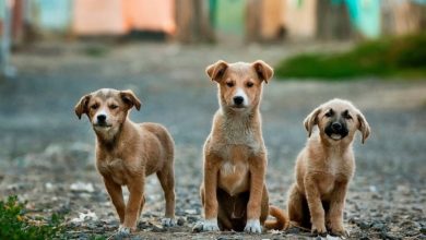 Ο Δήμος Λευκάδας καταδικάζει τις πρόσφατες δηλητηριάσεις ζώων