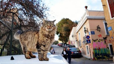 Εφτάψυχες – Nine Lives: Μια οργάνωση που σιτίζει και στειρώνει τις αδέσποτες γάτες της πόλης