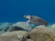 Θαλάσσιες χελώνες, τα «θύματα» της ρίψης πλαστικών στη Μεσόγειο