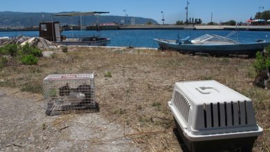 Δήμος Λευκάδας: Ολοκληρώθηκαν οι στειρώσεις αδέσποτων ζώων και ζώων ιδιοκτητών ευπαθών κοινωνικών ομάδων