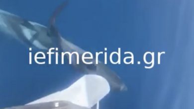 Κοπάδι δελφινιών «χορεύει» μπροστά από φουσκωτό ανοιχτά της Ιθάκης