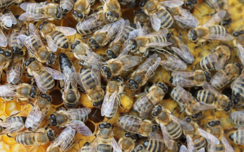 Κλιματική κρίση: Γιατί λιγοστεύουν οι μέλισσες