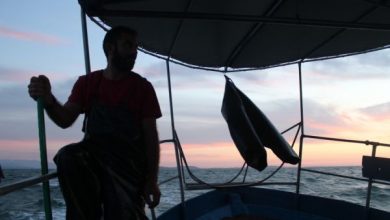 Ψαρεύοντας τον χρυσό του Αμβρακικού: Οι γαρίδες που θρέφουν εκατοντάδες οικογένειες