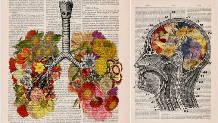 Floral απεικονίσεις ανατομίας σε σελίδες παλιών λεξικών