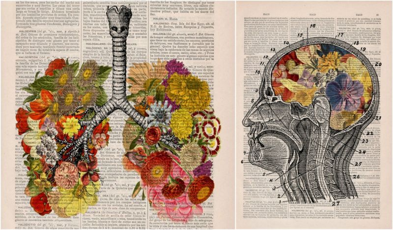 Floral απεικονίσεις ανατομίας σε σελίδες παλιών λεξικών