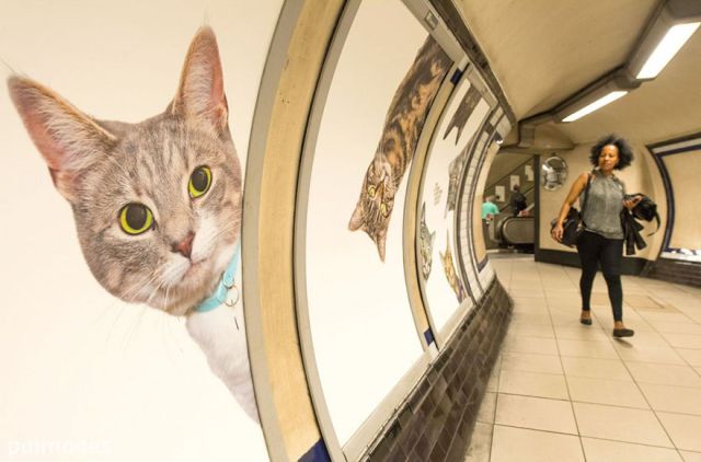 All adverts in London’s underground station have been replaced with cat pictures