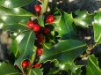 Why Is Holly a Symbol of Christmas?