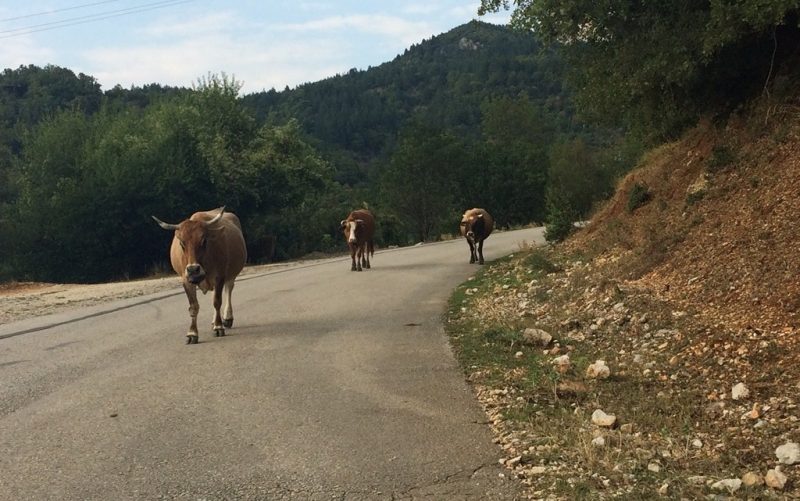 Απευθείας ανάθεση εργασίας «περισυλλογή και σταυλισμός ανεπιτήρητων παραγωγικών ζώων» από το Δήμο Λευκάδας