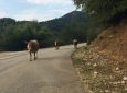 Ανακοίνωση του Δήμου Λευκάδας για τα ανεπιτήρητα ζώα