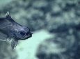 Το Okeanos Explorer αποκαλύπτει εντυπωσιακές εικόνες από τη ζωή στα σκοτεινά βάθη του ωκεανού