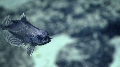 Το Okeanos Explorer αποκαλύπτει εντυπωσιακές εικόνες από τη ζωή στα σκοτεινά βάθη του ωκεανού