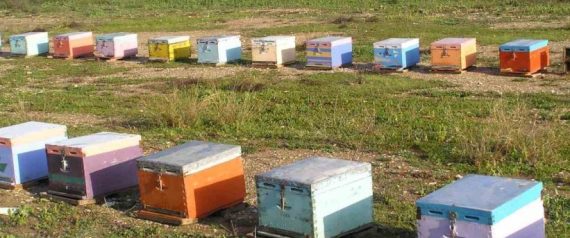 Ελλάδα: Η χώρα με τους περίπου 15.000 μελισσοκόμους