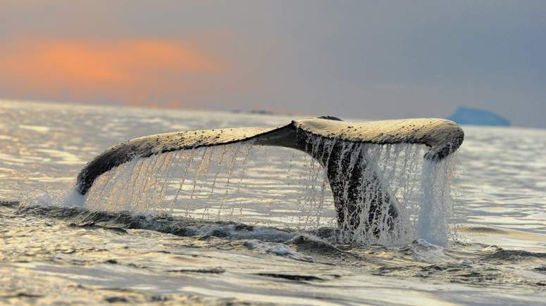 Μια ημέρα με τις φάλαινες στον Ανταρκτικό Ωκεανό