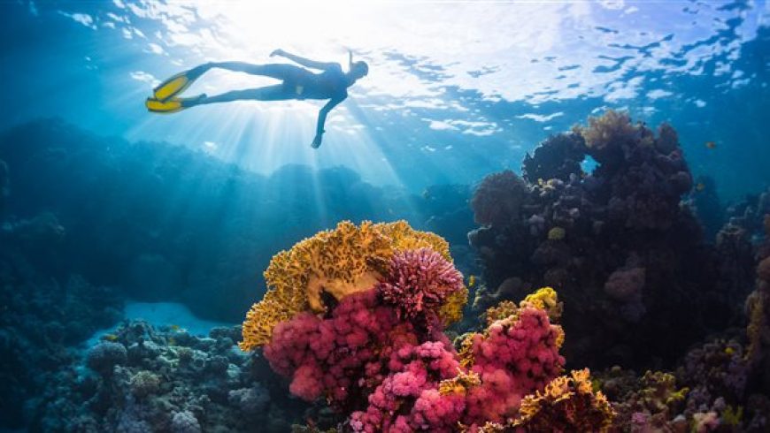Πάνω από το 13% των κοραλλιών της Μεσογείου απειλούνται με εξαφάνιση