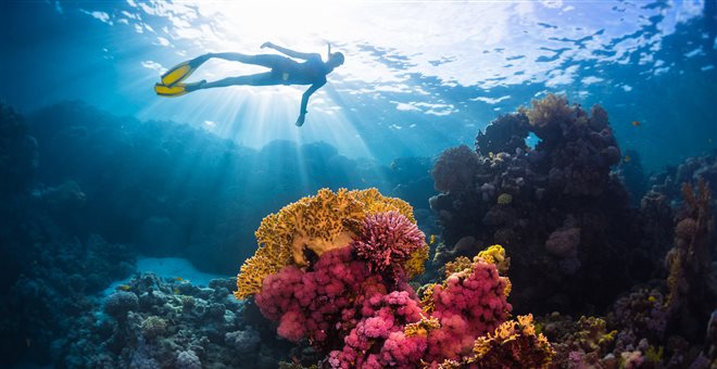 Πάνω από το 13% των κοραλλιών της Μεσογείου απειλούνται με εξαφάνιση