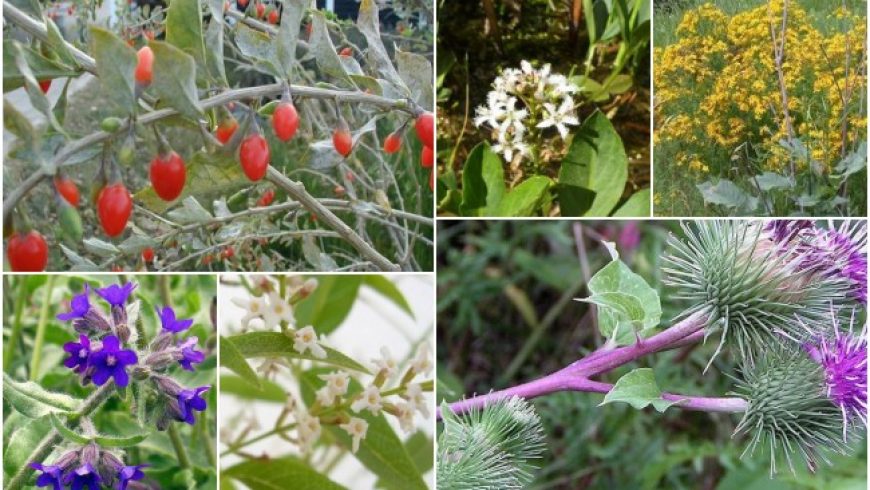 Γνωρίστε όλα τα αρωματικά και φαρμακευτικά φυτά της Ηπείρου