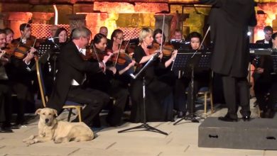 A Very Cultured Dog Walks Into An Orchestra Performance, Wins Everyone’s Hearts