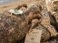 Κρασί από τον πάτο της θάλασσας: Το οινοποιείο που χρησιμοποιεί τον βυθό ως κελάρι