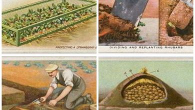24 Lost Gardening Tips from 100 Years Ago