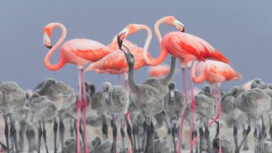 Winners and Honorable Mentions of the 2017 Bird Photographer of the Year