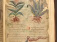 Digitally Explore a 1,000-Year-Old Illustrated Guide to Plants and Their Medical Uses