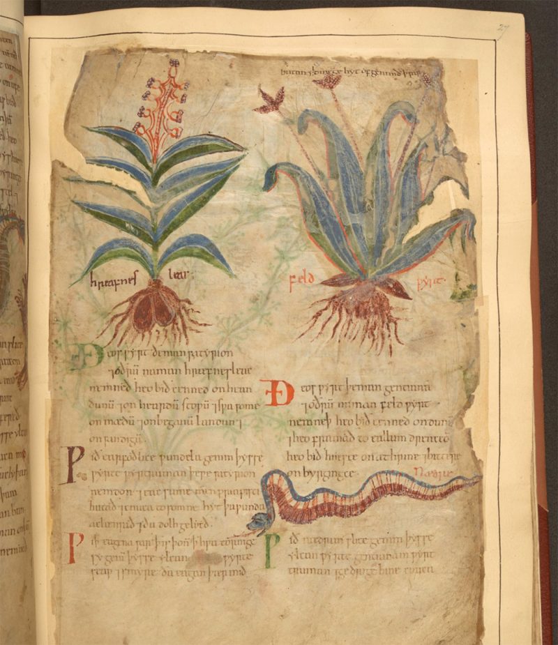 Digitally Explore a 1,000-Year-Old Illustrated Guide to Plants and Their Medical Uses