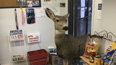 Deer walks into store to check their goods