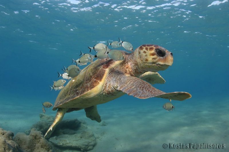 Οι εκπληκτικές μας θαλάσσιες χελώνες