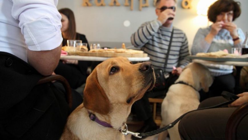 Οι σκύλοι-οδηγοί μπορούν ν’ αλλάξουν τη ζωή των ανθρώπων με προβλήματα στην όραση