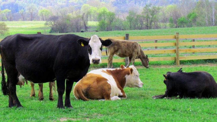 Ανακοίνωση για τα ανεπιτήρητα παραγωγικά ζώα από τον Δήμο Λευκάδας
