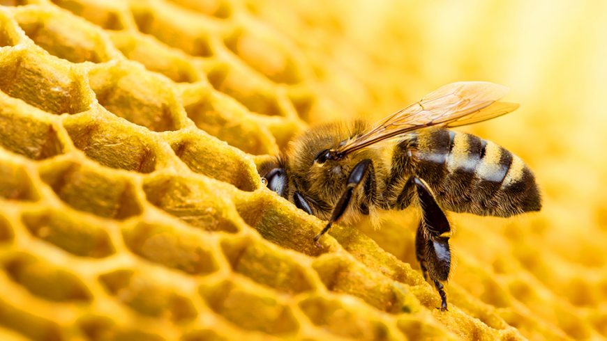 Οι μέλισσες (ίσως) καταλαβαίνουν το «μηδέν»